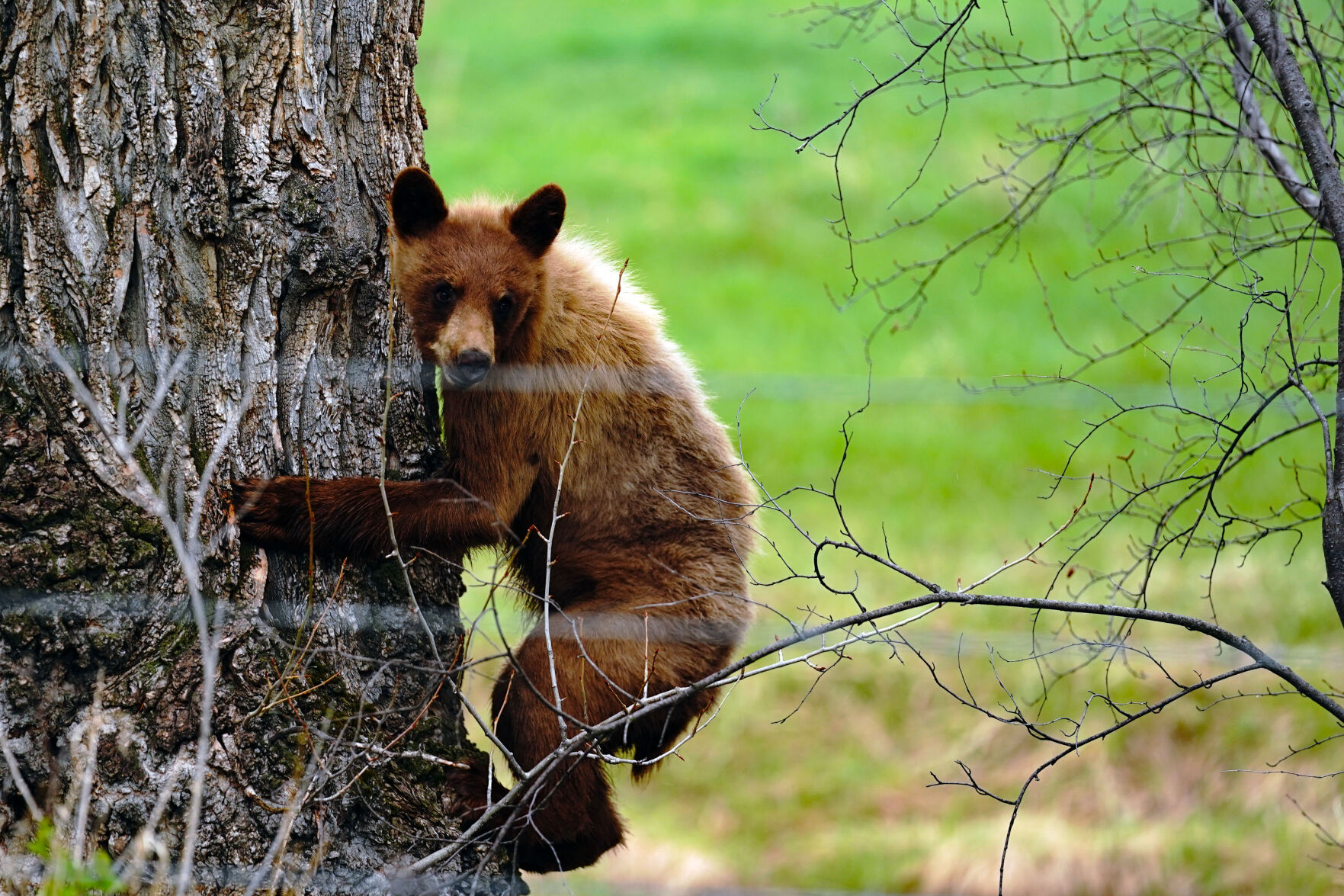 Fozzy Bear Standalones 004.jpg